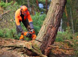 How Our Tree Care Process Works  in  Sunnyvale, CA